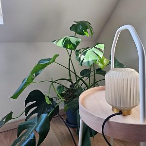 Appartement met een Slaapkamer